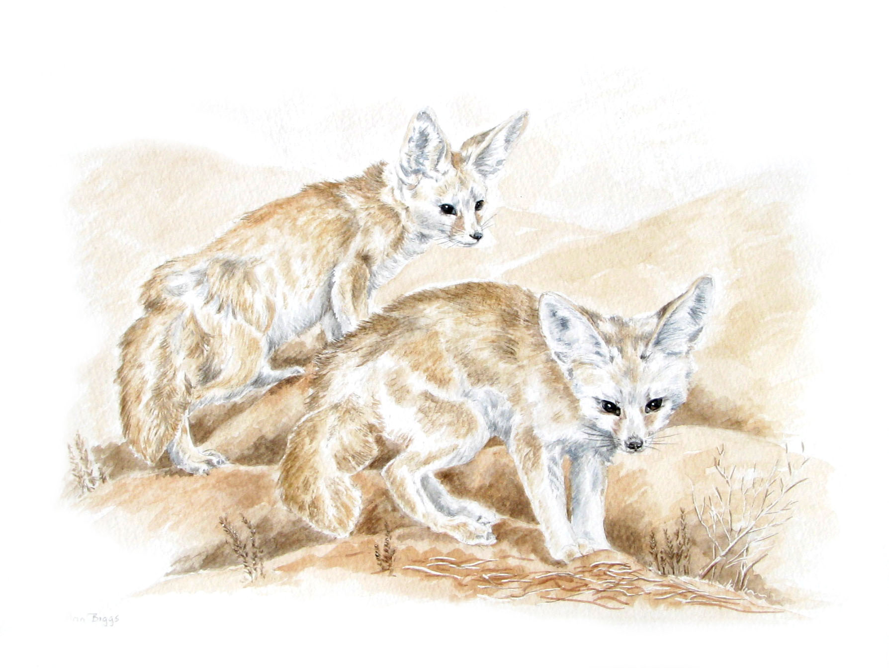 fennec foxes_600.jpg